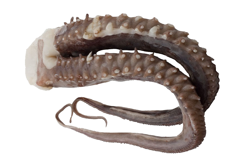 artikal